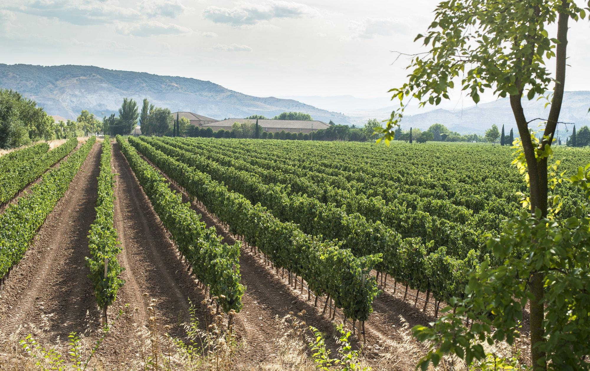 vineyards-and-winery.jpg